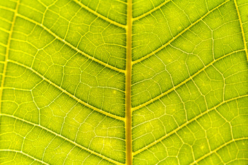 Tropical plant. Green leaves background. Leaf texture