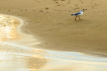 Seagull on the Black Sea Coast in Bulgaria