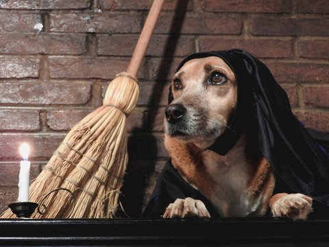 Costumed dog  witch broomstick bamboo dark apparent brick background