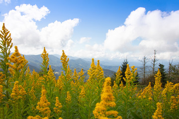 Goldenrod and Mountains on Round Bald