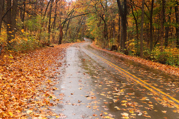 Obraz premium Beautiful autumn nature background. Landscape with wet road through the forest with colorful trees and fallen leaves. Wisconsin, Midwest USA.