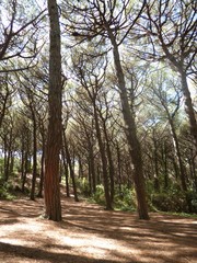 Coniferous forest in summer. Pine trees. Marina di Bibbona. Livorno.Italy
