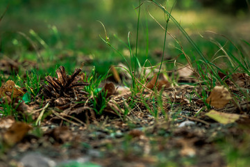 Lonely Pine Cone