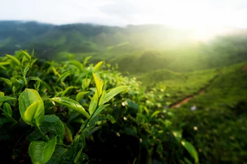Foto op Aluminium Green tea bud and fresh leaves. Tea plantations in Cameron highland, Malaysia.. © ake1150