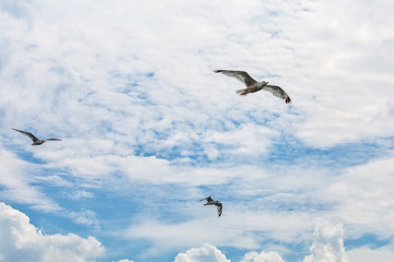 Seagull in flight