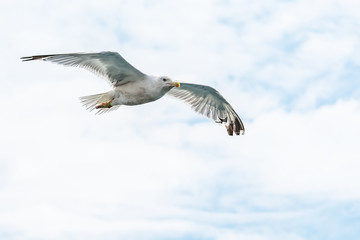 Seagull in flight