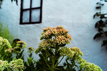 Flowers with multiple buds in the summer at the wall of a village house with a window.