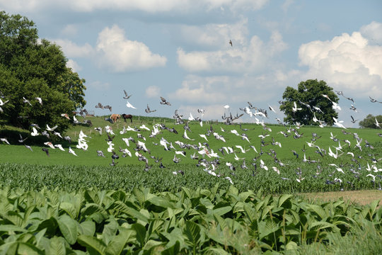 swallows and other birds swoop in to pick at the corn left behind by the amish farmers after plowing the corn fields