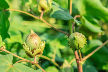 Close up of green color Cotton Boll on Cotton plant.