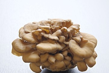 舞茸　マイタケ　Maitake　mushroom