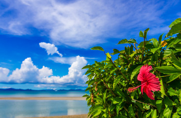 ハイビスカス © takusan