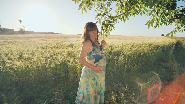 A pregnant young woman stands next to a wheat field at sunset near the hanging branches of trees. Video in motion.