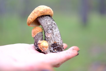 Mushroom Moss (Xerócomus)