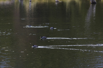 A cute water bird Yellow Billed Pintail and Red Gartered Coot swimming in the waters of Captren Lagoon with its amazing reflections inside Conguillio National Park at South of Chile