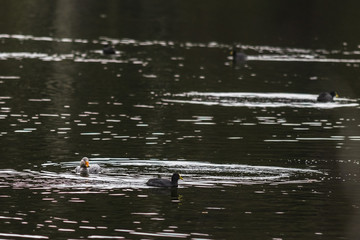 A cute water bird Yellow Billed Pintail and Red Gartered Coot swimming in the waters of Captren Lagoon with its amazing reflections inside Conguillio National Park at South of Chile