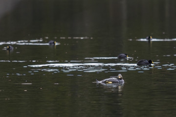 A cute water bird Yellow Billed Pintail and Red Gartered Coot swimming in the waters of Captren Lagoon with its amazing reflections inside Conguillio National Park at South of Chile