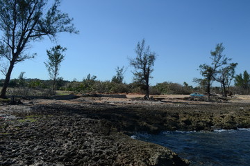 tree on the beach