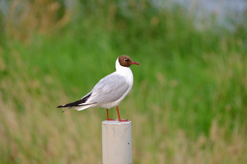 bird seagull