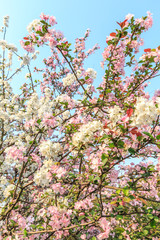 Chinese flowering crab-apple blooming in spring