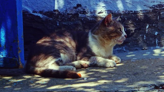 Old tom cat resting in shadow in the middle of the day
