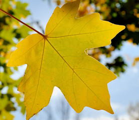 Autumn foliage against the sun