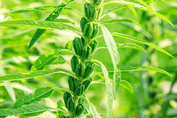 Sesame crops growing in green farmland