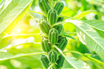 Sesame crops growing in green farmland