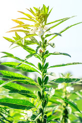 Sesame crops growing in green farmland