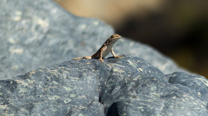 lizard on rock background blurred