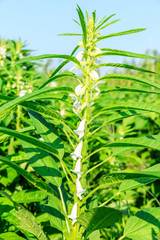 Sesame crops growing in green farmland