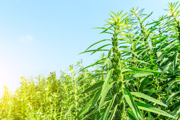 Sesame crops growing in green farmland