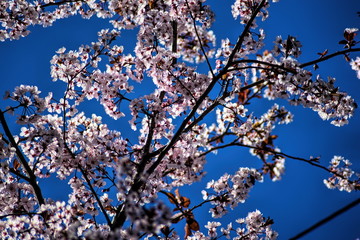 Cherry blossom