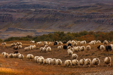 Sheep run./ Sheep roundup in Iceland