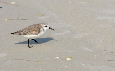Western Sand piper on Florida beach