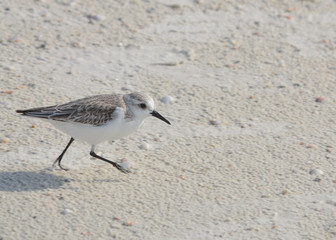 Western Sand piper on Florida beach