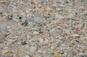 Beach background of closeup shells in water