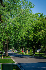 Shady residential tree-lined street in the summer