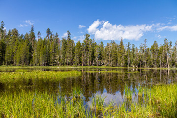 Fototapeta na wymiar Trees Reflected in a Pond, Yosemite National Park, California