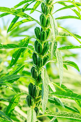Sesame crops growing in green farmland