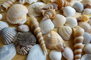 Beach seashell isolated on a wooden background.