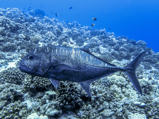Giant Trevally or Ulua Fish and Reef in Tropical Ocean