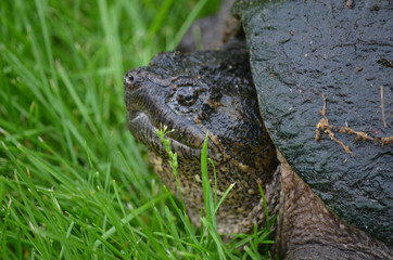 Snapping turtle up close in tree grass room for text