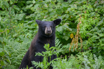 Black bear in Ely Minnesota