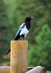 Fototapeta premium Black beaked magpie bird on post in Glacier Park