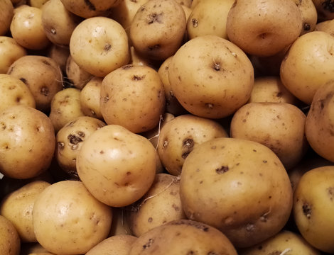 Colombian Creole potato (papa criolla). Solanum phureja raw tuber produce, supermarket heap