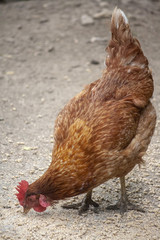 Brown New Hampshire Chicken