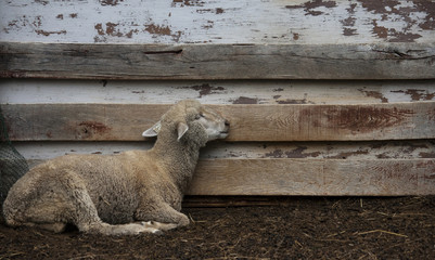 Sheep Sleeping Rustic Wall