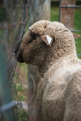 Lamb at Fence