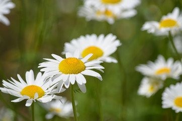 Fototapeta premium Wild Daisy in bloom in Minnesota
