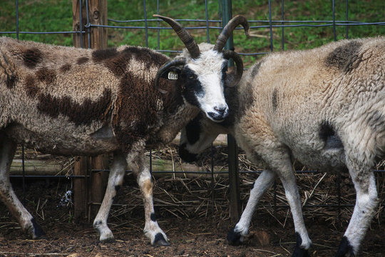 Jacobs Sheep Farming